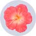 hibiscus floating candles
