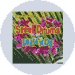 steel drums luau music