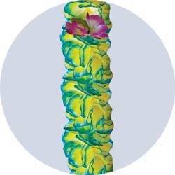 turquoise tropical orchid leis
