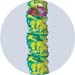 turquoise tropical orchid leis