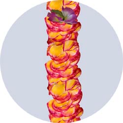 hot pink tropical orchid leis