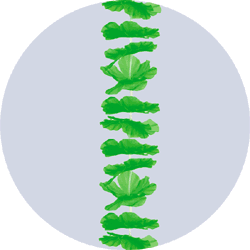 green aloha leis
