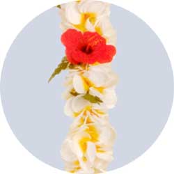 plumeria leis
