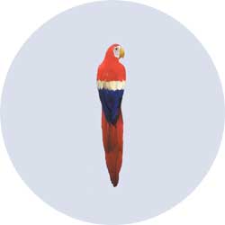 feather parrot decoration small