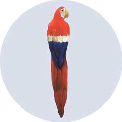 feather parrot decoration large