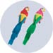 feather parrot decorations large