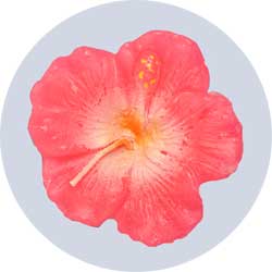 hibiscus floating candles